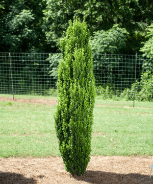 Straight & Narrow® Japanese Holly (Ilex crenata 'Straight And Narrow') - 3 gallon
