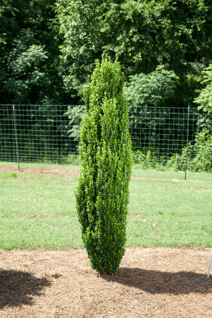 Straight & Narrow® Japanese Holly (Ilex crenata 'Straight And Narrow') - 3 gallon