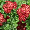 Strawberry Seduction Yarrow (Achillea millefolium 'Strawberry Seduction') - 1 gallon