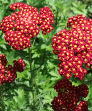 Strawberry Seduction Yarrow (Achillea millefolium 'Strawberry Seduction') - 1 gallon