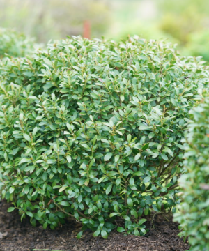 Strongbox® Inkberry holly (Ilex glabra 'Strong Box') - 3 gallon 12-15"