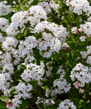 Sugar 'n Spice™ Korean Spice Bush (Viburnum carlesii 'Select Sugar N Spice') - 3 gallon 18"