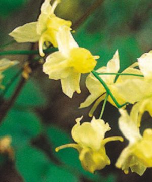 Sulphureum Barrenwort (Epimedium x versicolor 'Sulphureum') - 1 gallon