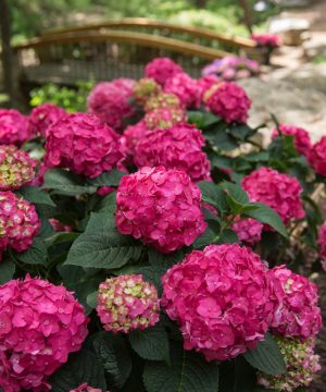 Summer Crush® Reblooming Hydrangea (Hydrangea macrophylla 'Summer Crush') - 2 gallon