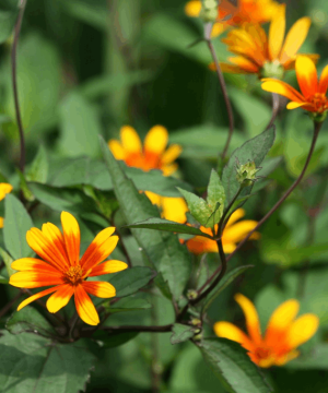 Summer Nights Oxeye Daisy (Heliopsis helianthoides 'Summer Nights') - 2 gallon