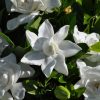 Summer Snow® Gardenia (Gardenia jasminoides 'Summer Snow') - 1 gallon