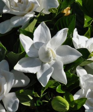 Summer Snow® Gardenia (Gardenia jasminoides 'Summer Snow') - 1 gallon