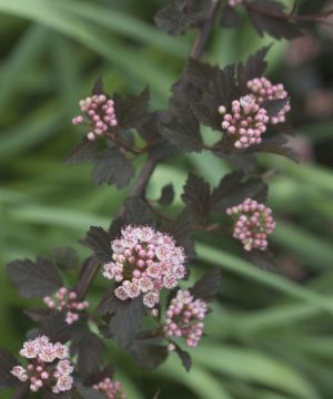 Summer Wine® Ninebark (Physocarpus opulifolius 'Seward') - 3 gallon 15"