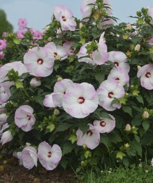 Summerific® 'Ballet Slippers' Rose Mallow (Hibiscus x 'Summerific Ballet Slippers') - 2 gallon