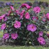 Summerific® 'Berry Awesome' Rose Mallow (Hibiscus x 'Summerific Berry Awesome') - 2 gallon