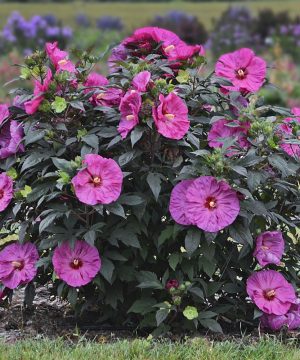 Summerific® 'Berry Awesome' Rose Mallow (Hibiscus x 'Summerific Berry Awesome') - 2 gallon