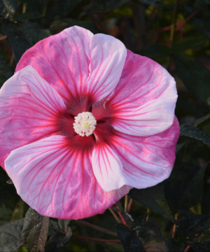 Summerific® 'Cherry Choco Latte' Rose Mallow (Hibiscus 'Cherry Choco Latte') - 2 gallon