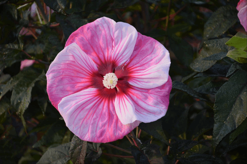 Summerific® 'Cherry Choco Latte' Rose Mallow (Hibiscus 'Cherry Choco Latte') - 2 gallon