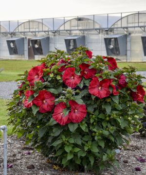 Summerific® 'Valentine's Crush' Rose Mallow (Hibiscus x 'Summerific Valentines Crush') - 2 gallon