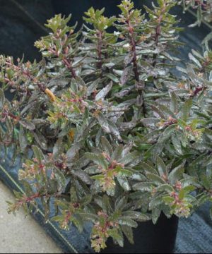 SunSparkler® Jade Tuffet Stonecrop (Sedum jade 'Tuffet') - 1 gallon