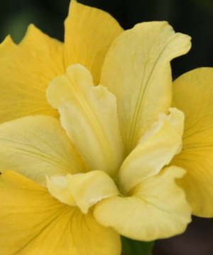 Sunfisher Siberian Iris (Iris siberica 'Sunfisher') - 1 gallon