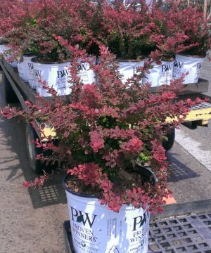 Sunjoy® Tangelo™ Barberry (Berberis thunbergii 'Sunjoy Tangelo') - 3 gallon