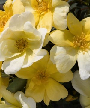 Sunny Knock Out® Rose (Rosa K.O 'Radsunny') - 1 gallon