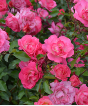 Sunrise Sunset Rose (Rosa E.E 'Sunrise Sunset') - 2 gallon