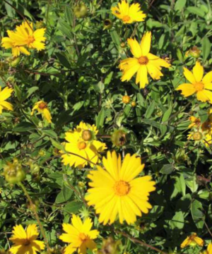Sunshine Superman Tickseed (Coreopsis sunshine 'Superman') - 1 gallon