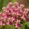 Swamp Milkweed (Asclepias incarnata) - 2 gallon