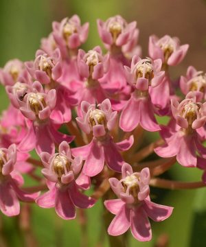 Swamp Milkweed (Asclepias incarnata) - 2 gallon