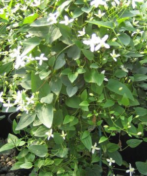 Sweet Autumn Clematis (Clematis paniculata) - 1 gallon