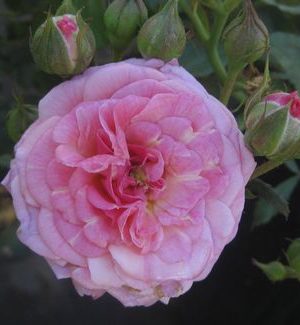 Sweet Drift® Rose (Rosa 'Drift Meiswetdom') - 1 gallon