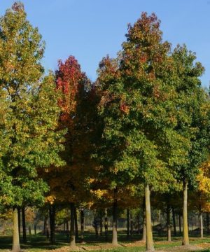 Sweet Gum (Liquidambar styraciflua) - 3 gallon