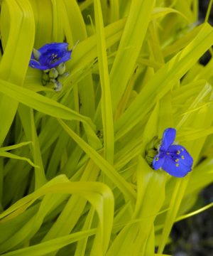 Sweet Kate Spiderwort (Tradescantia x andersoniana 'Sweet Kate') - 1 gallon