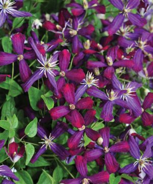 'Sweet Summer Love' Clematis (Clematis 'Sweet Summer Love') - 1 gallon