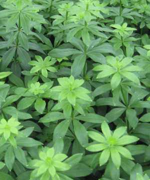 Sweet Woodruff (Galium odoratum) - 1 gallon