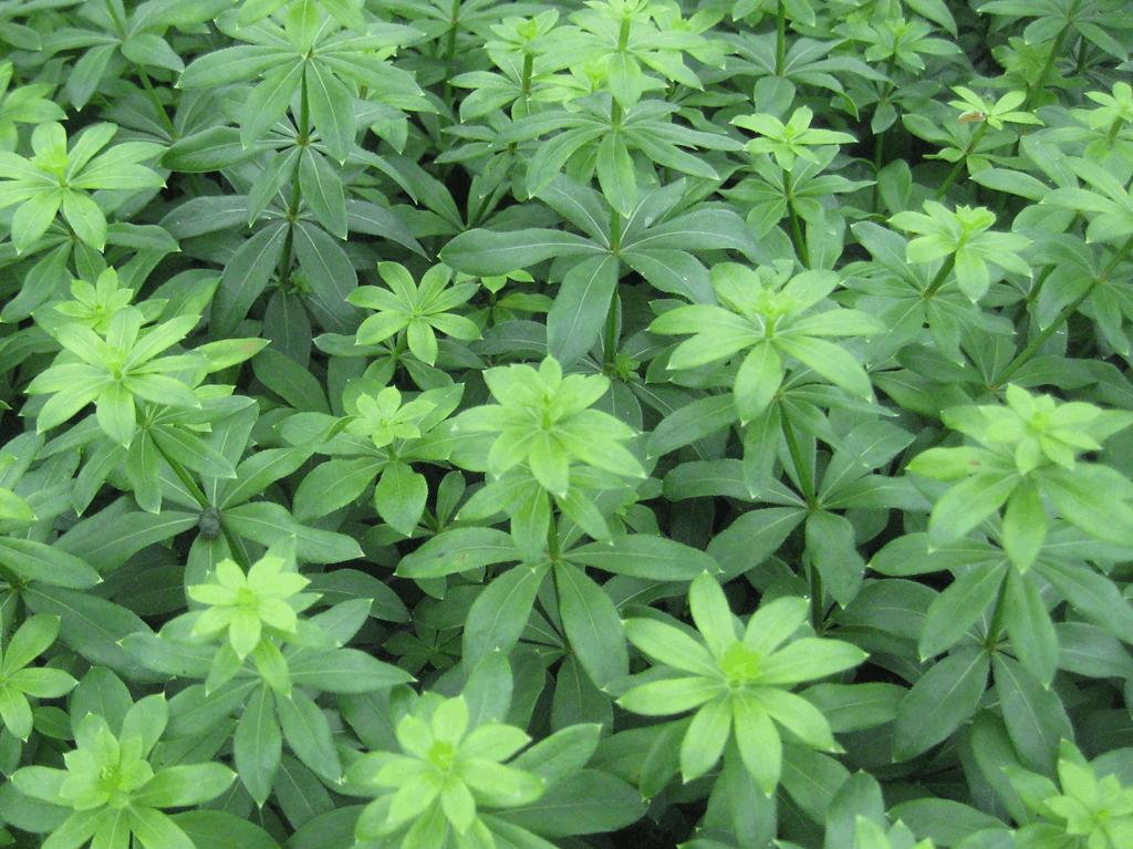 Sweet Woodruff (Galium odoratum) - 1 gallon