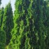 THIN MAN® Arborvitae (Thuja occidentalis 'Thin Man') - 3 gallon 48"
