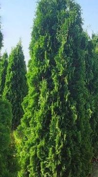 THIN MAN® Arborvitae (Thuja occidentalis 'Thin Man') - 3 gallon 48"