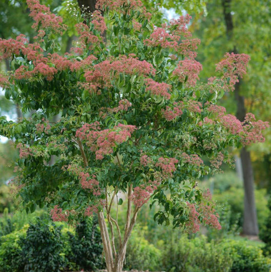 Temple of Bloom® Seven-Son Flower (Heptacodium temple 'Of Bloom') - 3 gallon - Image 2
