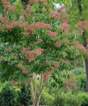 Temple of Bloom® Seven-Son Flower (Heptacodium temple 'Of Bloom') - 3 gallon