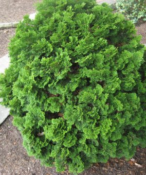 Templehof False Cypress (Chamaecyparis obtusa 'Tempelhof') - 3 gallon 12"