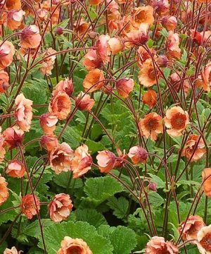 Tempo™ Orange Geum (Geum tempo 'Orange') - 1 gallon