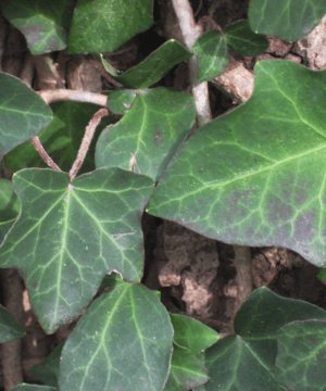 Thorndale English Ivy (Hedera helix 'Thorndale') - 1 gallon
