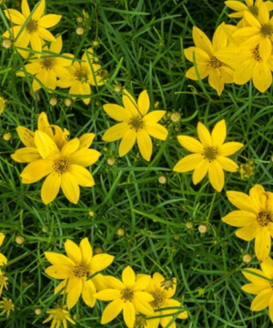 Thread-leaf Tickseed (Coreopsis verticillata) - 1 gallon