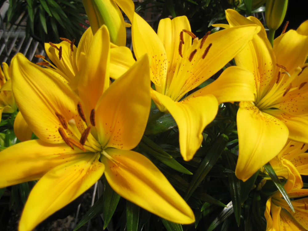 Tiny Bee Asiatic Lily (LILIUM ASIATIC TINY BEE) - 1 gallon