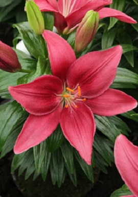 Tiny Pearl Asiatic Lily (LILIUM ASIATIC TINY PEARL) - 1 gallon