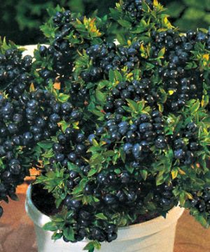 Top Hat Blueberry (Vaccinium x 'Top Hat') - 1 gallon 8"
