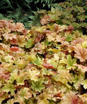 Topaz Jazz Coral Bells (Heuchera topaz 'Jazz') - 1 gallon