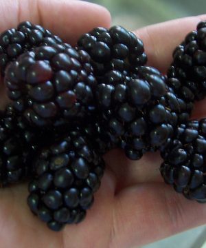 Triple Crown Thornless Blackberry (Rubus fruticosus 'Triple Crown') - 1 gallon 10"