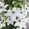 Tsukiko™ Clematis (Clematis tsukiko) - 1 gallon