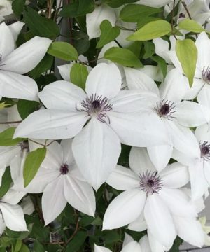 Tsukiko™ Clematis (Clematis tsukiko) - 1 gallon