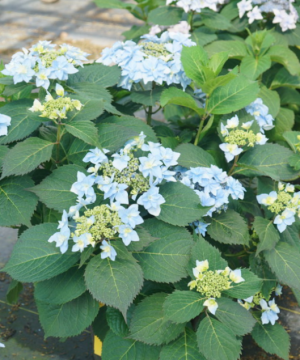 Tuff Stuff Ah-Ha® Reblooming Mountain Hydrangea (Hydrangea 'S Tuff Stuff Ah-Ha') - 3 gallon