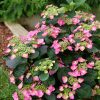 Tuff Stuff Top Fun® Reblooming Mountain Hydrangea (Hydrangea 'S Tuff Stuff Top Fun') - 3 gallon